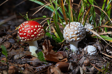 Amanita pantherina and Amanita muscaria, growing among fallen leaves. The Panthercap and Toadstool in the autumn Forest. Poisonous mushrooms.