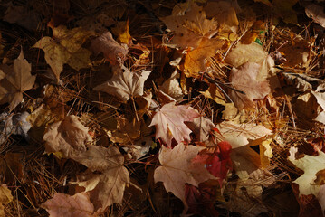 yellow and red autumn leaves in the sunny forest
