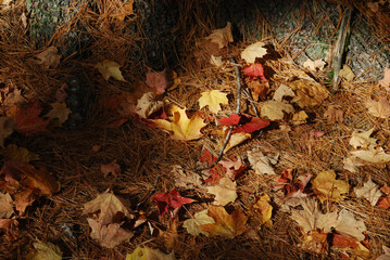 yellow and red autumn leaves in the sunny forest