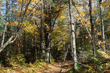 yellow and red autumn leaves in the sunny forest