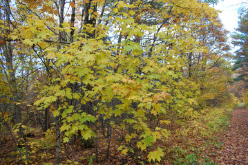 Fototapeta premium yellow and red autumn leaves in the sunny forest
