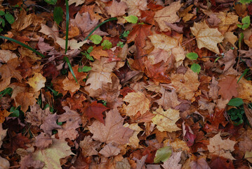 yellow and red autumn leaves in the sunny forest