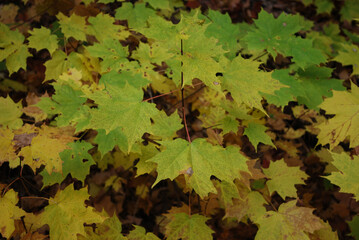 yellow and red autumn leaves in the sunny forest