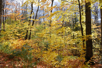 yellow and red autumn leaves in the sunny forest