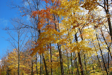 yellow and red autumn leaves in the sunny forest