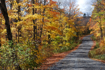 Naklejka premium yellow and red autumn leaves in the sunny forest