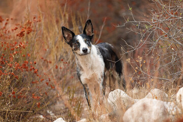 Australian  Koolie dog in the park
