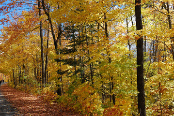 yellow and red autumn leaves in the sunny forest