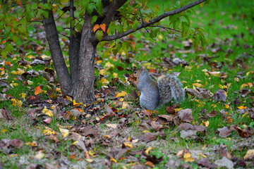 Furry Eastern gray squirrel (sciurus carolinensis) in the grass