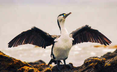 Cormorant Dring it's wings