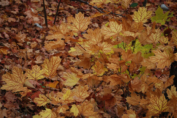 yellow and red autumn leaves in the sunny forest