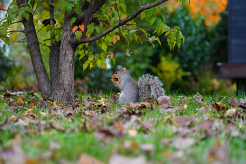 Furry Eastern gray squirrel (sciurus carolinensis) in the grass