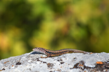 A lizard sits on a rock in the sun on a blurry green background. Detailed image of a lizard. Podarcis taurica.