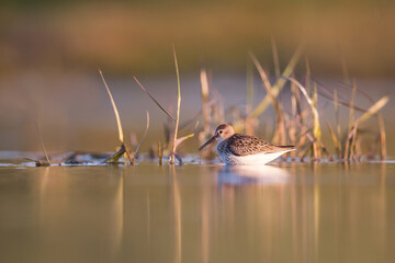 Dunlin in Tacumshine