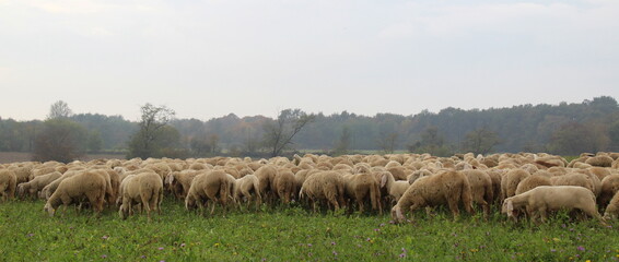 Gregge di pecore al pascolo in campagna in autunno