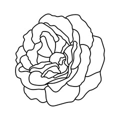 Vector illustration of rose bud. Hand drawn botanical element, isolated on white background