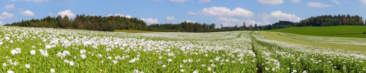 flowering opium poppy field in Latin papaver somniferum