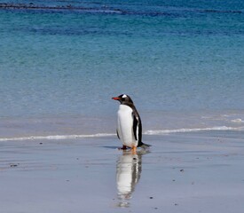 Gentoo penguin standing on sand beach in waves, Falkland Islands