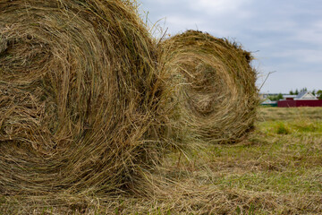 Two large round bobbins with hay close-up. Rural life, horizontal