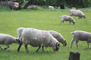 sheep in the field