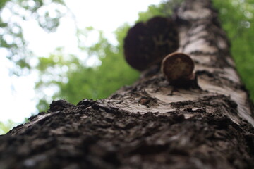 mushroom on the tree