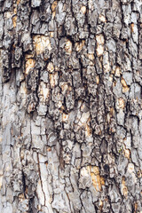 The bark of a sycamore tree