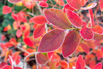red autumn leaves with light frost