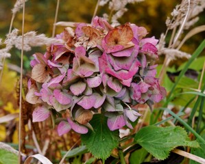 Vertrocknete Hortensienblüte