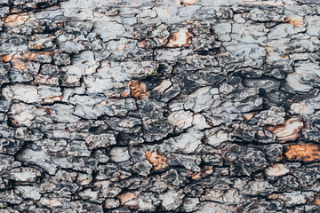 The bark of a sycamore tree