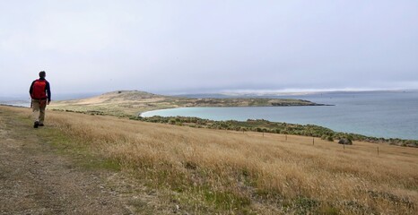 Man tracking in rough and windy grass landscape on island, Falkland Islands