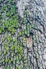 The bark of a sycamore tree with moss