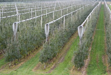 Sad intensywny jabłoniowy jesienią  - konstrukcje z siatkami przeciwgradowymi