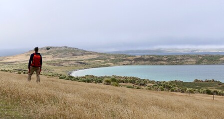 Fototapeta premium Man tracking in rough and windy grass landscape on island, Falkland Islands