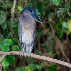 Boat Bill Heron