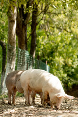 Fototapeta premium Pigs walk on the road in the countryside. Rural landscape.