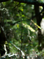 Obraz premium pine tree branches