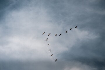 Fototapeta premium Birds in flight formation on gray sky background
