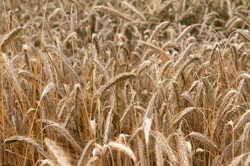 Fragment of the field of the ripe wheat in summer day