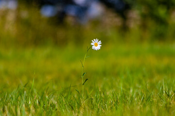 Schöne Blume auf dem Feld 