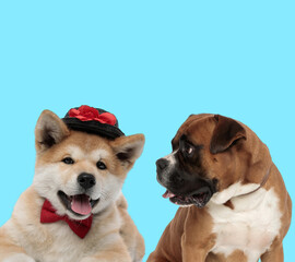 Akita Inu wearing hat and curious Boxer looking at it
