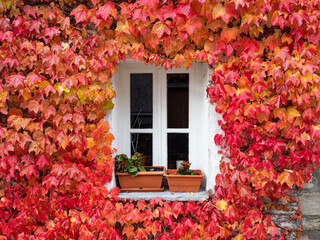 Red ivy on a facade of a building