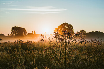 Meadow flooded with morning hazy mist and first rays of sun. Pasture field with trees, grass and...