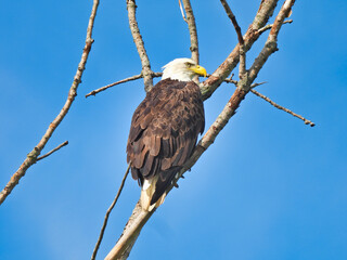 Bald Eagle Bird of Prey Perched on Side of Bare Tree Branch in Profile View with Brilliant Blue Cloudless Sky in Background Showing Yellow Beak and Intense Bird Eyes