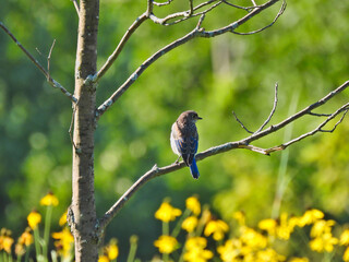 Obraz premium Adorable Young Eastern Bluebird Male Bird Perched on a Young Tree Looking Sideways in Profile View With Blue and Yellow Along with Gray Feathers 