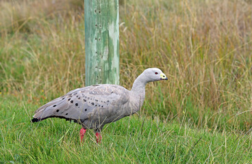 Cape Barren goose, Australia