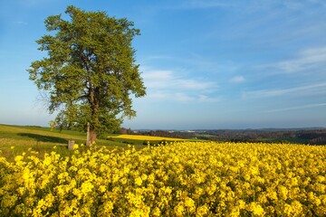 rapeseed canola or colza field brassica napus and tree