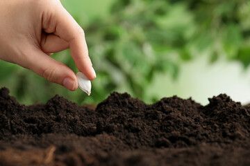 Woman putting pumpkin seed into fertile soil against blurred background, closeup with space for text. Vegetable planting