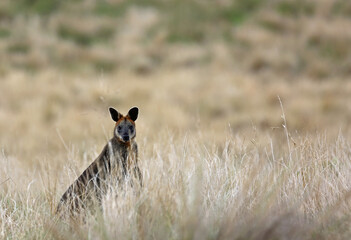 Wallaby watching me - Phillip Island, Victoria, Australia