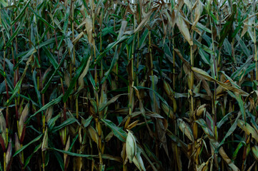 Old green and dried corn field left behind after the season