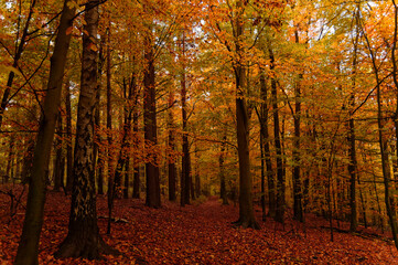 Magical autumn scenery in a dreamy forest, with sunlight beautifully illuminating and painting stunning colors into the trees.